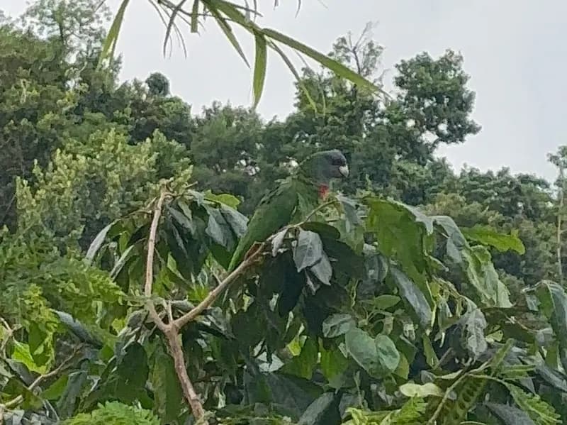 Syndicate rainforest — birdwatching